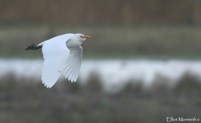 Cattle Egret