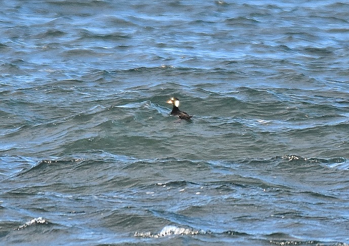 Surf Scoter