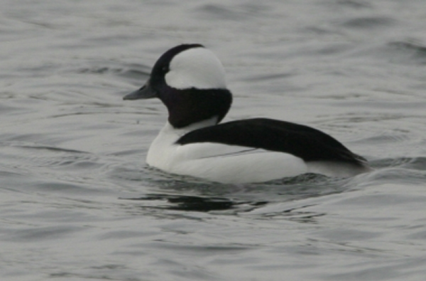 Bufflehead