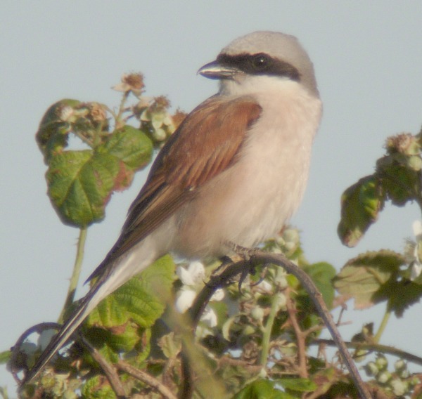 Red-backed Shrike