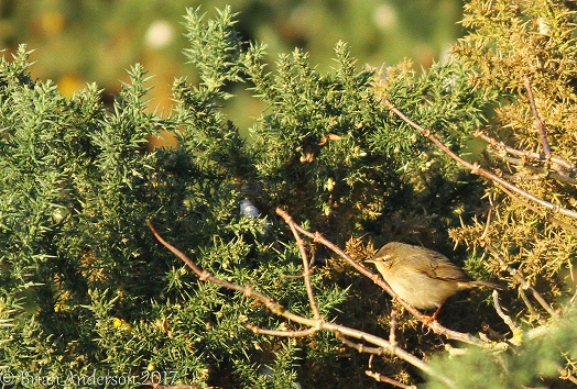 Dusky Warbler