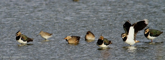 Long-billed Dowitcher