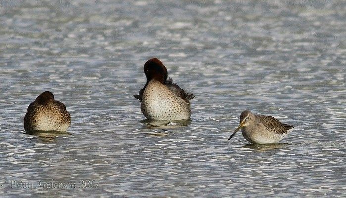 Long-billed Dowitcher