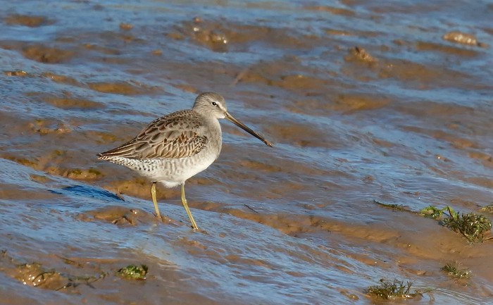 Long-billed Dowitcher