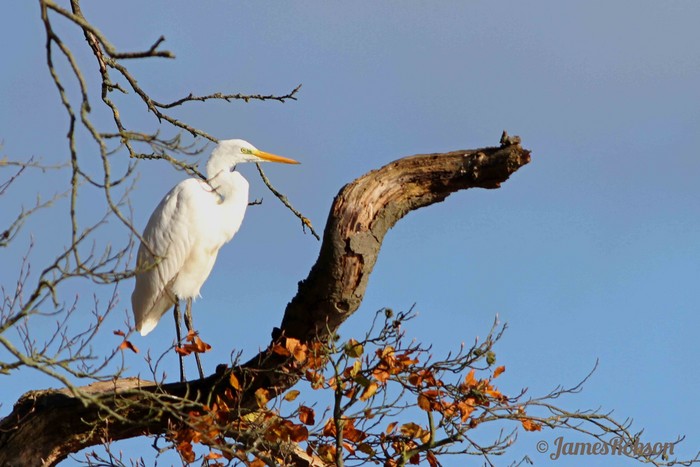 Great White Egret