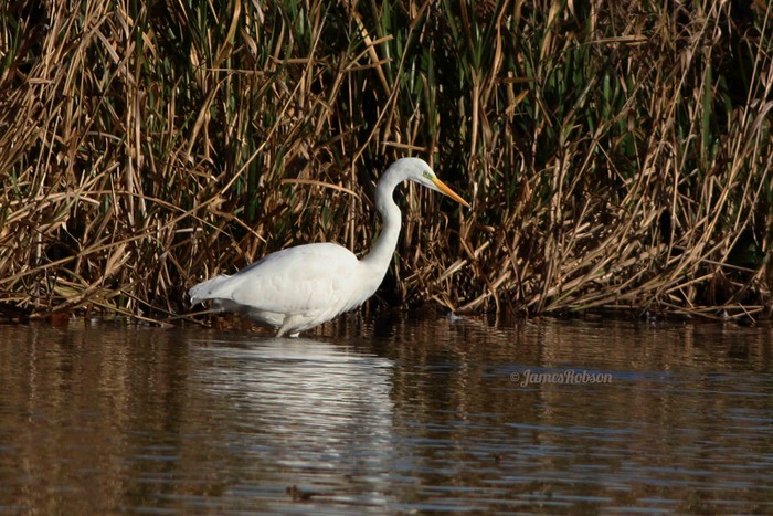 Great White Egret