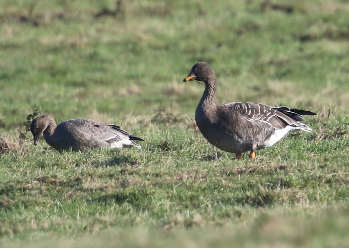 Taiga Bean Goose