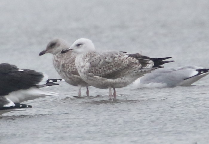 Caspian Gull