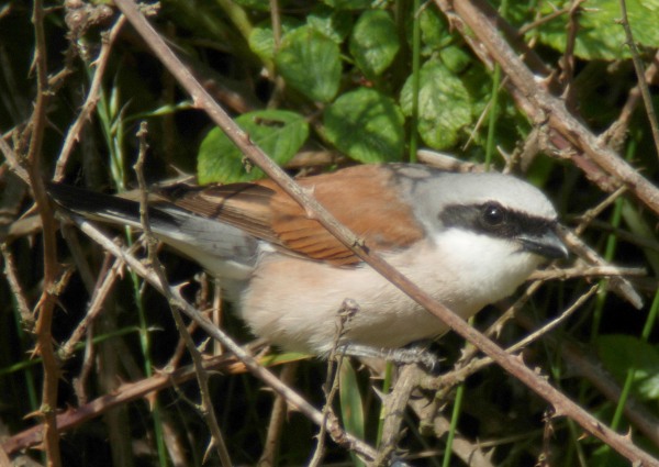 Red-backed Shrike
