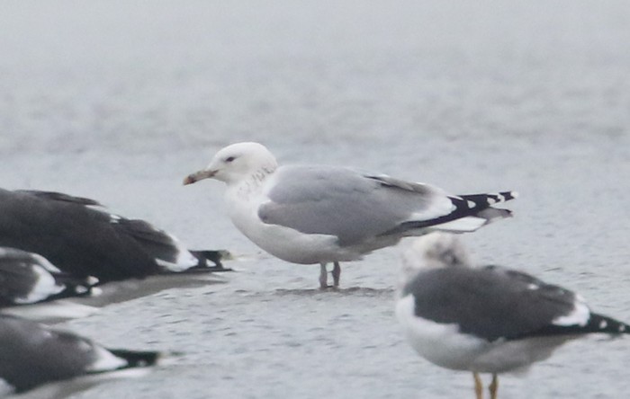 Caspian Gull