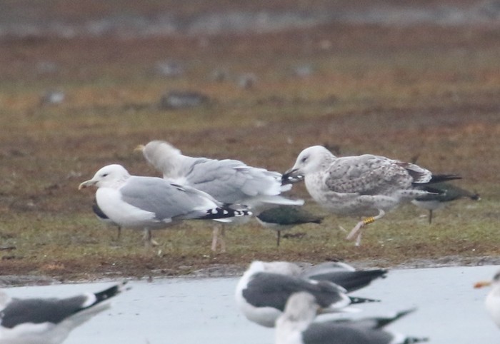 Caspian Gull