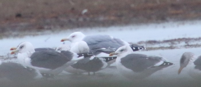Caspian Gull