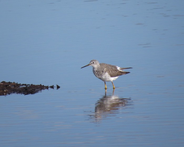 Lesser Yellowlegs