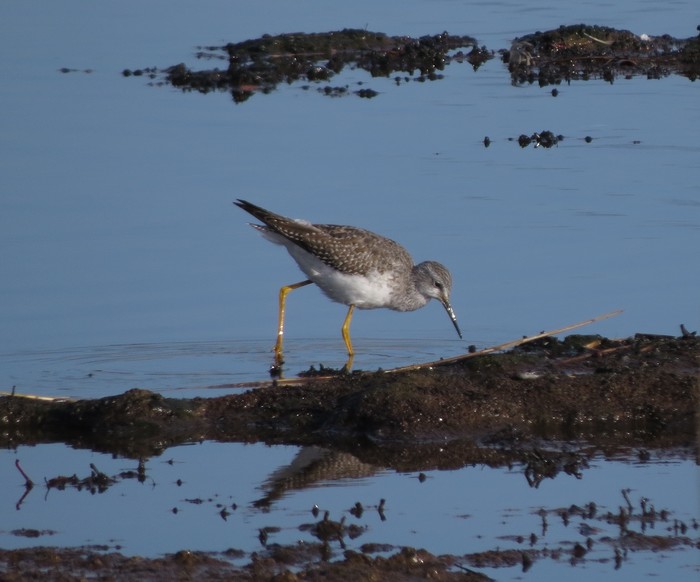 Lesser Yellowlegs