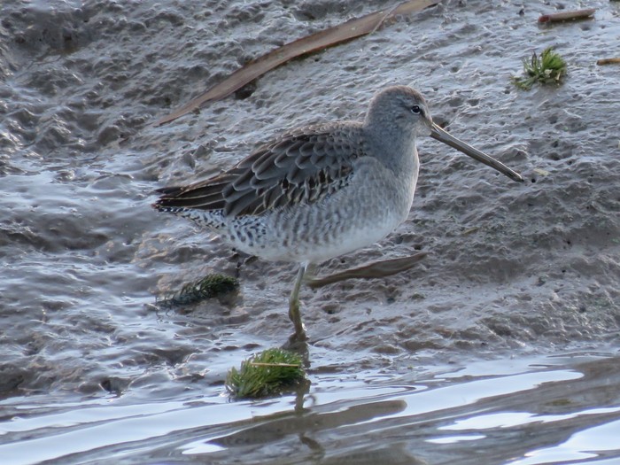 Long-billed Dowitcher