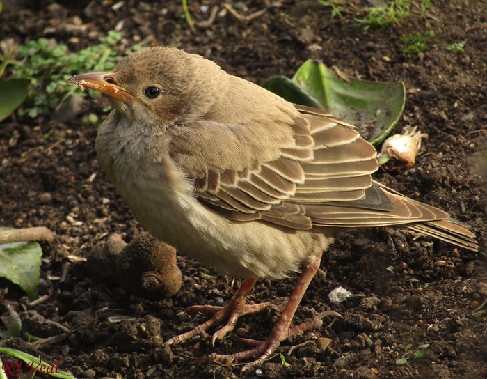 Rose-coloured Starling