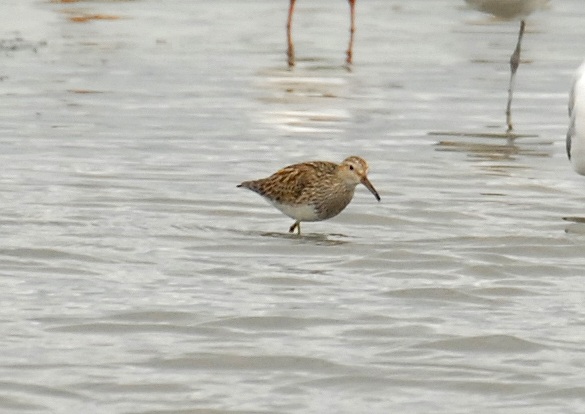 Pectoral Sandpiper