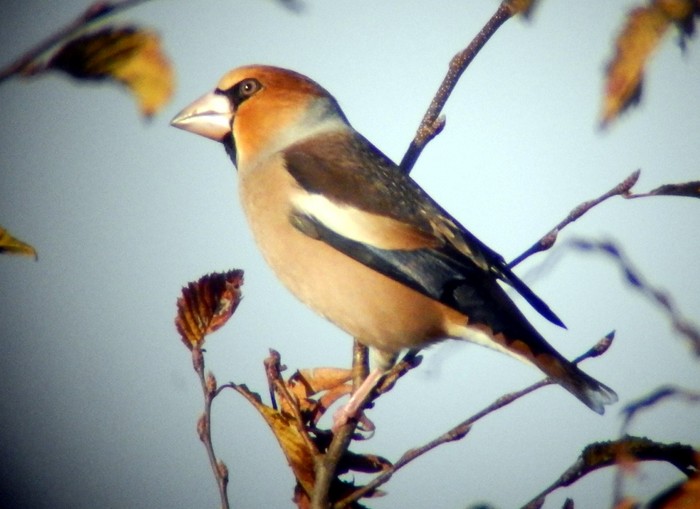 Hawfinch