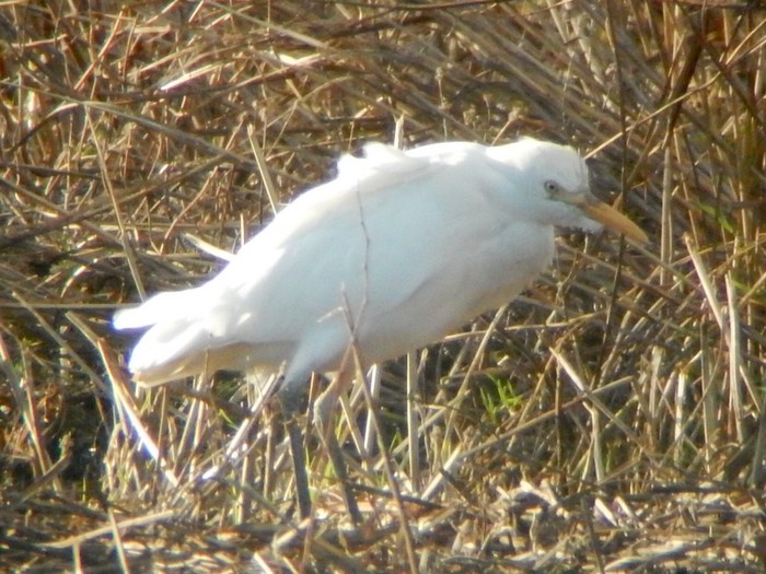 Cattle Egret