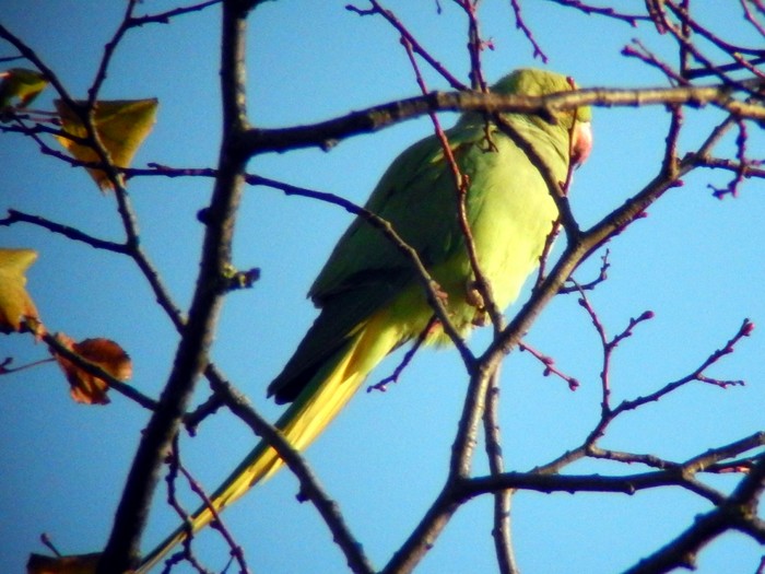 Ring-necked Parakeet