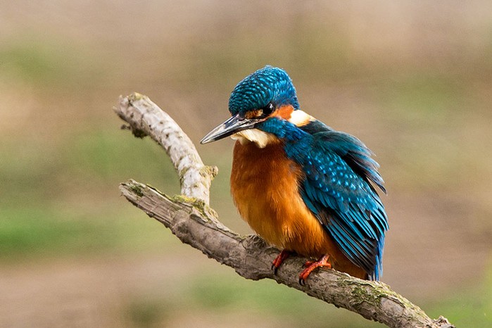 Kingfisher