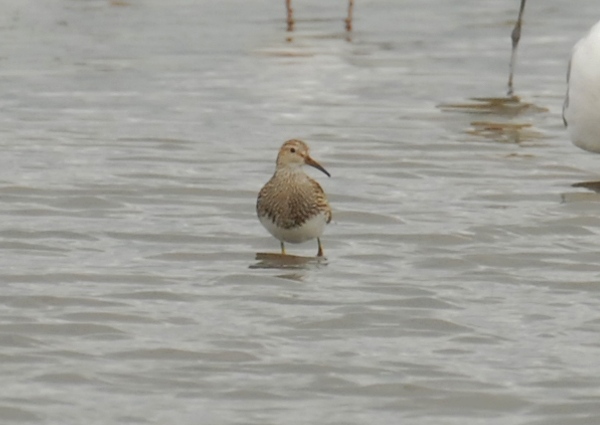Pectoral Sandpiper