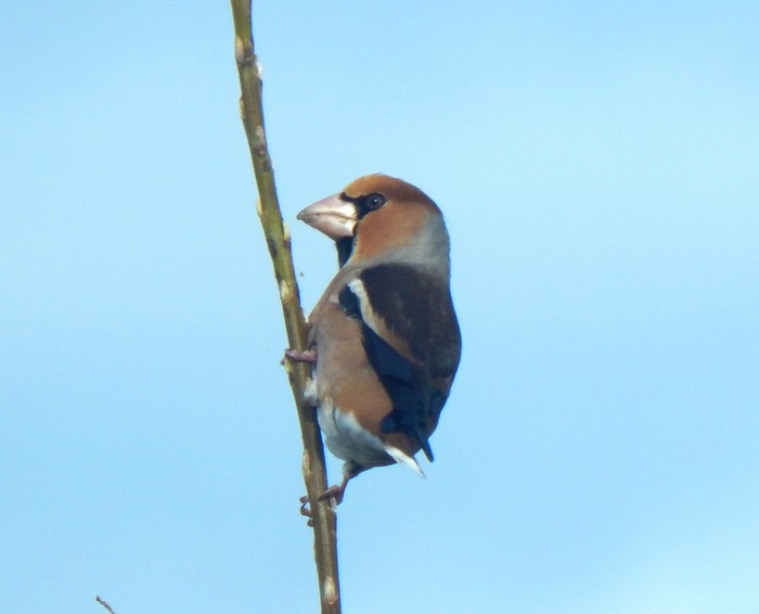 Hawfinch