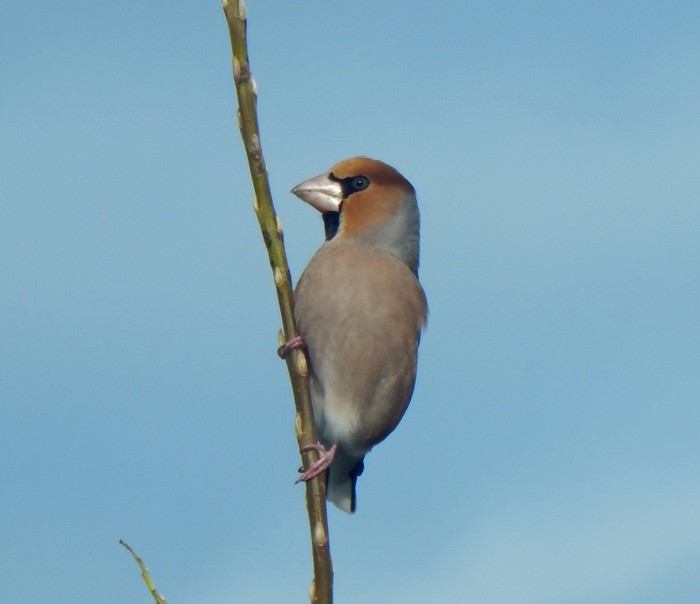 Hawfinch