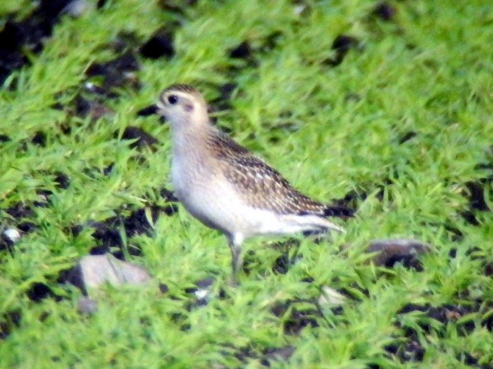 American Golden Plover