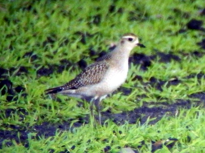 American Golden Plover