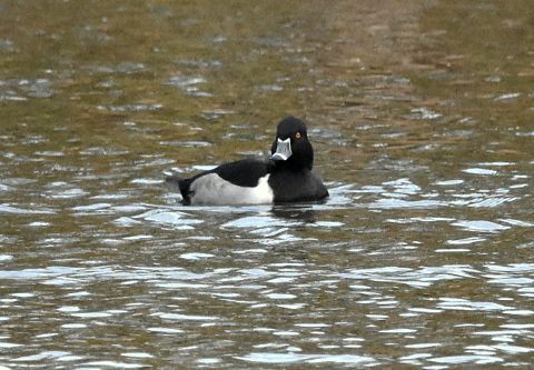 Ring-necked Duck