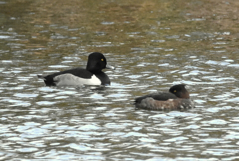 Ring-necked Duck