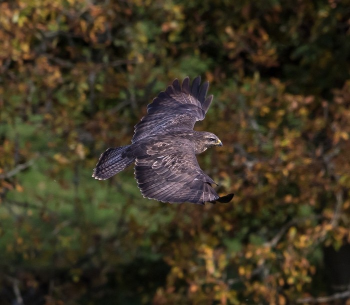 Buzzard