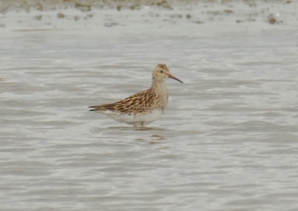 Pectoral Sandpiper