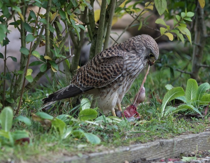 Kestrel