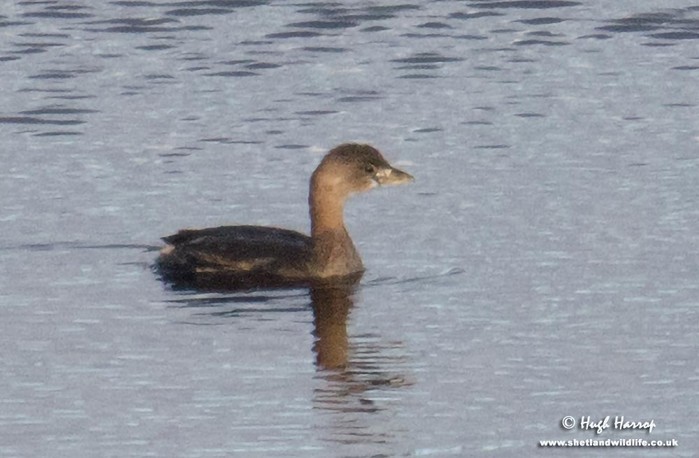Pied-billed Grebe
