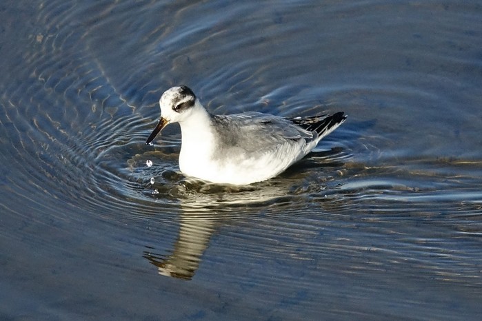 Grey Phalarope