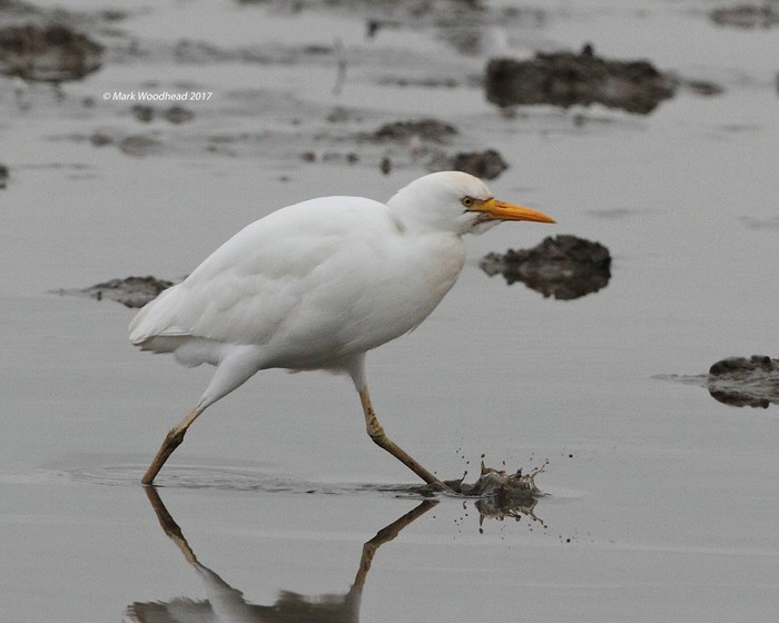 Cattle Egret