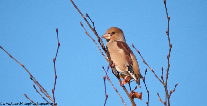 Hawfinch