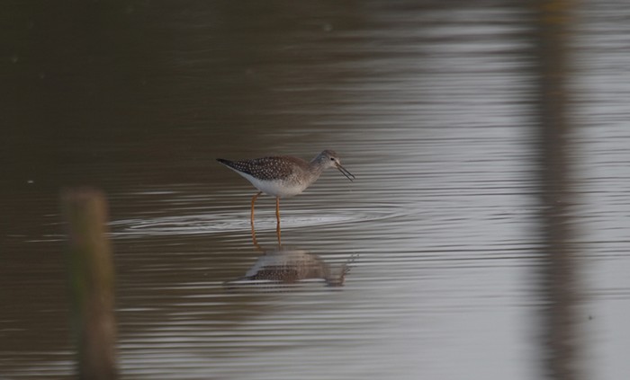 Lesser Yellowlegs