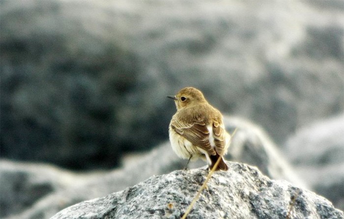 Pied Wheatear
