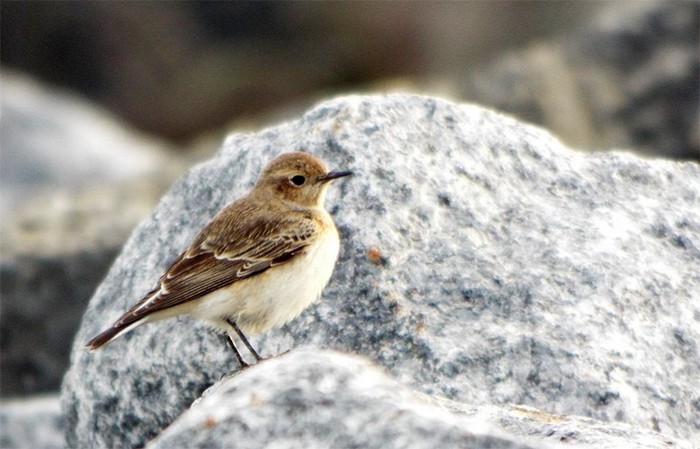 Pied Wheatear