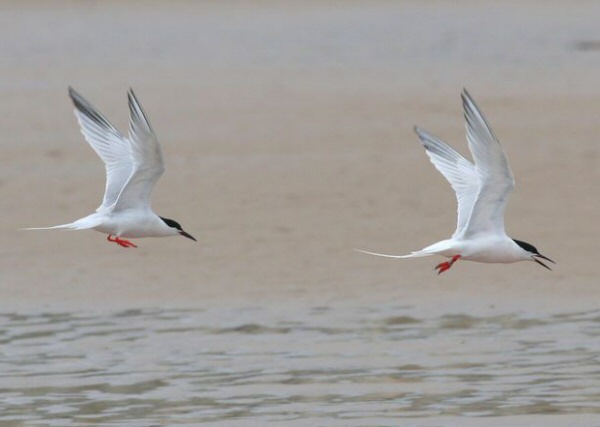Roseate Tern