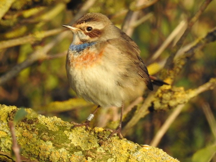 Bluethroat 