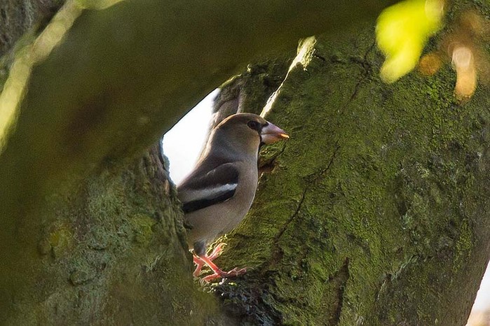 Hawfinch