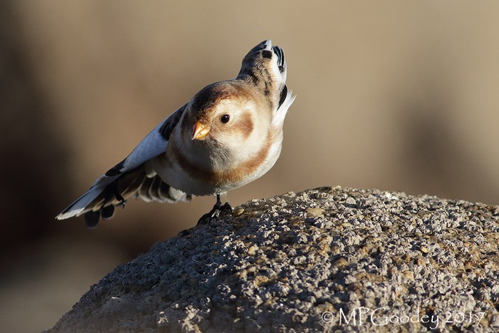 Snow Bunting