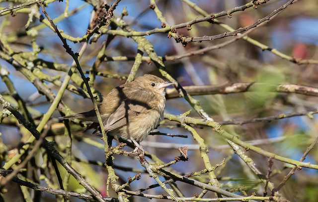 Garden Warbler