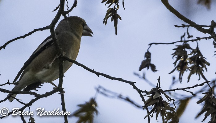 Hawfinch