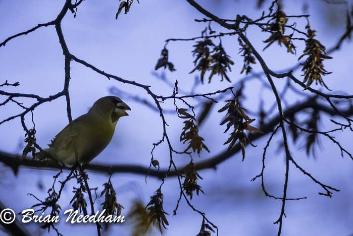 Hawfinch