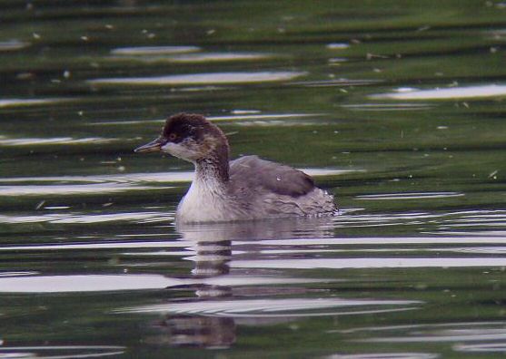 Black-necked Grebe